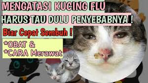Peningkatan suhu tubuh di atas normal disebut hipertermia. Kucing Saya Menjaga Lot Haiwan 2021