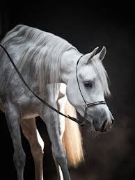 Refers to person, place, thing, quality, etc. 6 Main Types Of Purebred Arabian Horses Helpful Horse Hints