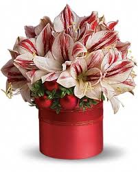 Maybe you would like to learn more about one of these? Teleflora S Peppermint Amaryllis In Chula Vista Ca Barliz Flowers