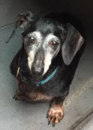 Maybe you would like to learn more about one of these? Rescue Right Rescue Adoption Santuary