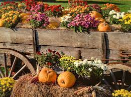 Las 25 mejores flores de otoño para un jardín otoñal