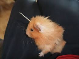 My Hamster Has A Tuft Of Fur That Makes Him Look Like A Unicorn Cute Hamsters Hamster Cute Animals