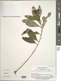 Image result for Cyphostemma obovato-oblongum