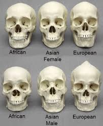 For These People That Post These Skull Comparison Memes Skull Anatomy Bones Skull Anatomy
