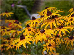 Rudbeckia Fulgida Black Eyed Susan Who Doesn T Grow This In New England Pretty Perfect For Flower Beds With Its 2 5 Black Eyed Susan Flowers Garden Plants