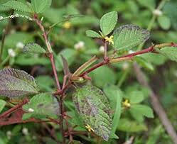 Image result for Corchorus kirkii