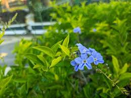 Image result for Duranta erecta