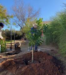 Potted citrus needs root pruning at least every three years. How To Grow Citrus Tree Take Care Of It In Your Garden