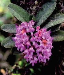 Image result for Polystachya hastata