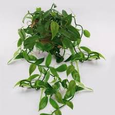 Vanille Pflanze Online Kaufen Bei Ahrens Sieberz Vanille Pflanze Rankende Pflanze Bluhende Pflanzen