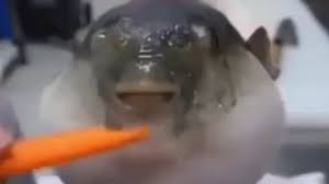 Moaning Pufferfish Meme (EMOTIONAL) - YouTube