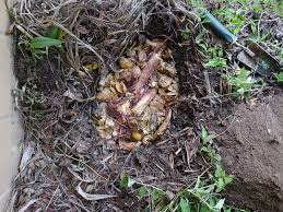 Composting with Bokashi: What, How and Why