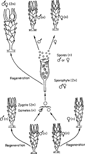 Diagram the life cycle of a liverwort, indicating which stages are sporophytic and which are. Liverwort An Overview Sciencedirect Topics