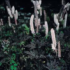 Its relatively coarse texture can be used to stand it apart from other garden plants with finer foliage. Cimicifuga Simplex Hillside Black Beauty White Flower Farm