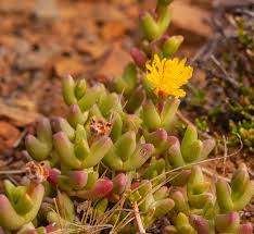 Image result for Hereroa