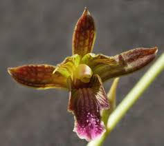 Image result for Eulophia calantha