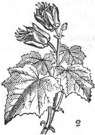 Image result for Oldfieldia macrocarpa