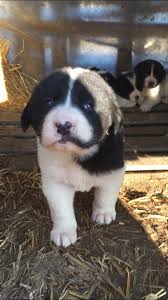 (με διακριτικό τονικό σημάδι) a' ή α'. Ellhnika Poimenika Tsompanoskyla Greek Shepherd S Dogs Posts Facebook