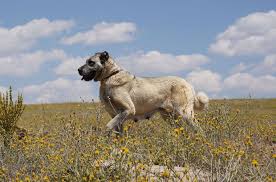 Kangal Haberleri Guncel Kangal Haberleri Ve Kangal Gelismeleri