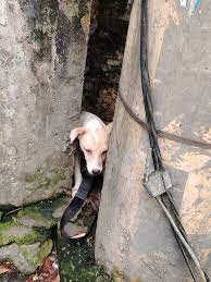 NEW PAWA - Philippine Animal Welfare Association