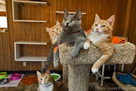 But i am not sure that is true and i don't what if with proper no kill sheltering and accompanying systems the problem of homeless cats abated? I Photograph Rescue Cats At The Largest No Kill Cat Sanctuary In California 700 Cats To Help Them Get Adopted Bored Panda