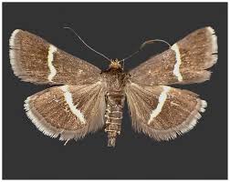 Image result for Pyrausta cingulata