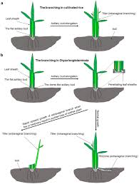 Image result for Oryza longistaminata