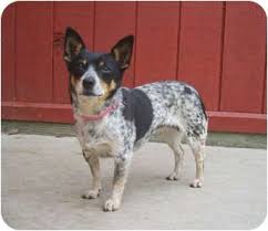 Australian Cattle Dog Chihuahua Mix Australian Cattle Dog Dogs Cattle Dog