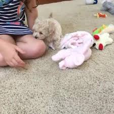 Browse thru puppies for sale near lake charles, louisiana, usa area listings on puppyfinder.com to find your perfect puppy. Maltipoo Dog Near Me Home Facebook