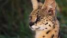 Top 10 Lesser Known Wild Cats In The World - The ...