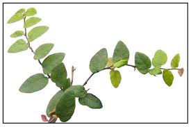 Image result for ficus pumila