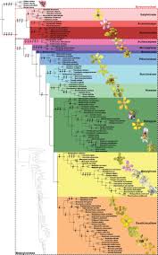 Image result for Caucanthus auriculatus