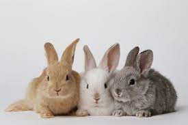 Maybe you would like to learn more about one of these? How To Start And Make Money From Rabbit Farming Business Agro4africa