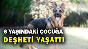 Kemalpasa Da Bir Kopek 6 Yasindaki Cocuga Ve Esnafa Saldirdi 3 Kisi Yaralandi Asayis Oncu Sehir Gazetesi