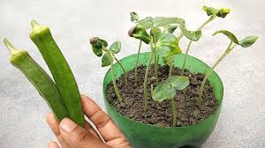 One is to make bhindi raita by boiling the bhindi, and the. Grow Ladies Fingers Grow From Seeds Vegetables Growing Youtube