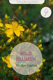 14 Wildblumen Fur Den Garten In 2020 Wildblumen Bienenfreundlicher Garten Pflanzen