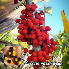 Image result for Cnestis polyphylla