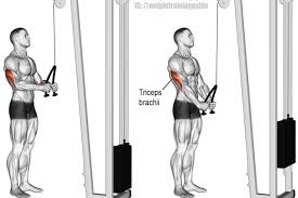 Pin On Arm Exercises