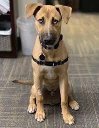Great danoodle great dane x poodle mix info temperament. Great Dane Mix Dane Mix Husky Mix