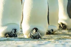 Can a rookery be used for bird photography? The Antarctic Report On Twitter Chicks Keeping Warm At The Emperor Penguin Rookery Near Dumont D Urville Station Emperors Are The Only Penguin Species To Breed During The Antarctic Winter Pic Virgil Decourteille