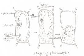 Also use the description to help you identify the str… main function is to provide support and protection for the cell. Plant Physiology Experiments Biology4isc