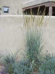 Image result for Sorghastrum