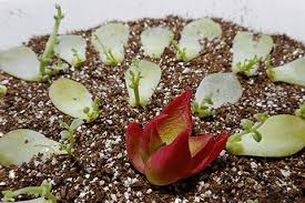 多肉植物の葉挿しはどれくらいで芽が出る 発芽や発根を早める発根促進剤にご用心