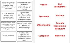 The plant cell is the basic structural and functional unit found in the members of the kingdom plantae. Organelle Flashcards Worksheets Teaching Resources Tpt