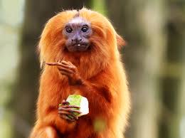 Monkeys are not domesticated animals so they can be dangerous and cause serious damage to your property. Finger Monkey Pet Price Pet S Gallery
