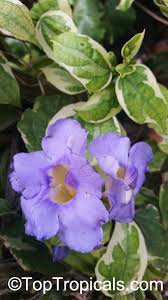 Image result for Thunbergia reticulata