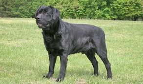 The border lab mix lifespan is around 14 to 15 years. Labrador Retriever