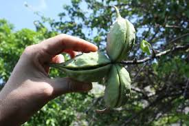 Image result for Sterculia appendiculata
