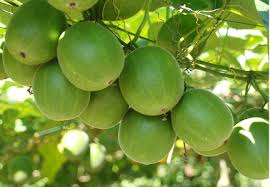 Image result for Sclerochiton ilicifolius