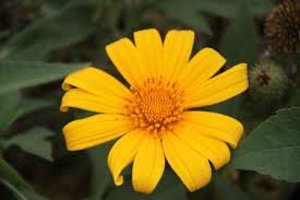 Gambar tumbuhan yang beraneka macam beserta. Bunga Matahari Liar Cemerlangnya Si Kembang Tegalan Nimadesriandani